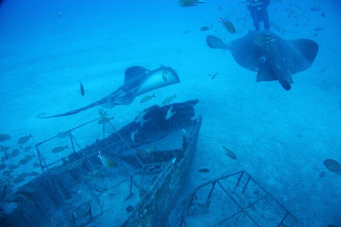 Submarine tour Tenerife: a 1 hour underwater experience - Is the $73.62 price good value for a 1-hour Tenerife submarine ride?