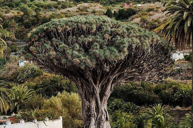 Teide-Icod-Garachico-Masca (Most popular bus tour in Tenerife) - Price and value: what $78.10 buys on a 7–8 hour day