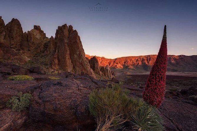 Teide-Icod-Garachico-Masca (Most popular bus tour in Tenerife) - The audio, the pace, and how to make the day feel right