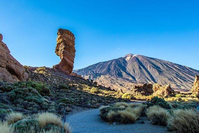 Teide-Icod-Garachico-Masca (Most popular bus tour in Tenerife) - El Drago Milenario in Icod de los Vinos: 1,200 years in about half an hour