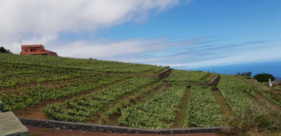 Tenerife: 4-Hour Gauchinche Food Tour - Price and value: $140 for convenience plus real food