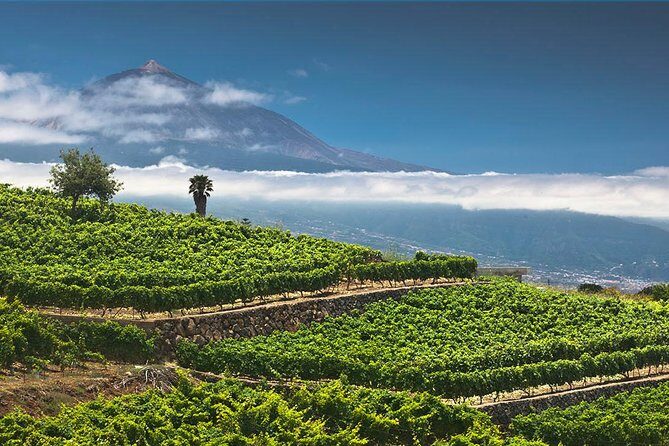 Tenerife Bodegas Monje Winery Tour with Wine and Cheese Tasting - What happens during the Bodegas Monje tour (the real flow)