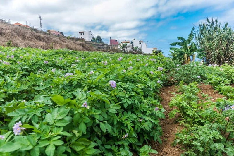 Tenerife: Canary History and Color Potatoes - Starting in Icod el Alto: The Parroquia Meeting Point and the Walking Reality