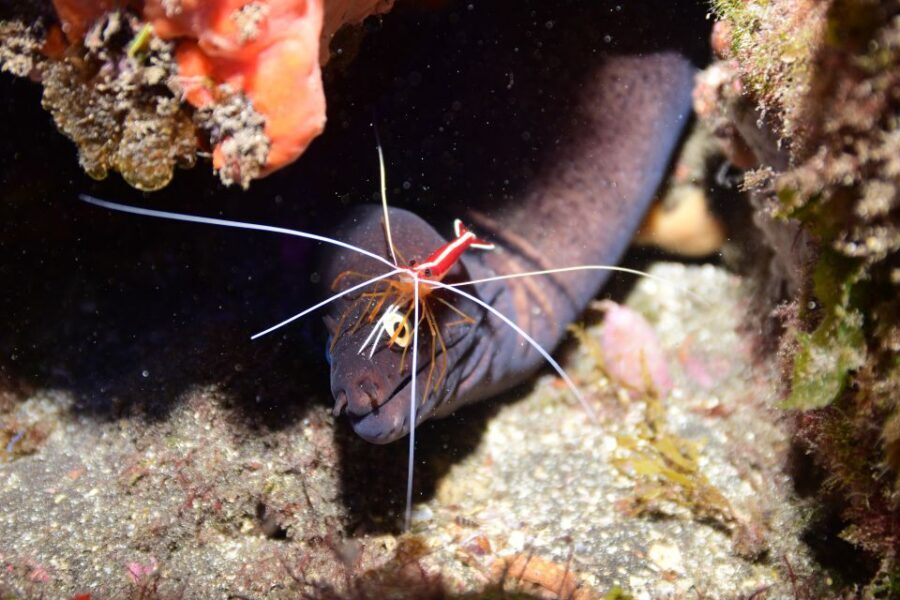 Tenerife: Discover Scuba Diving with Free Photos - Shallow Practice in Calm Water (Where Confidence Gets Built)