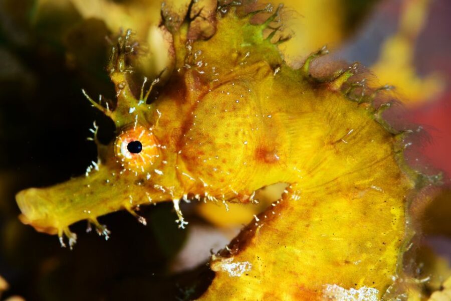 Tenerife: Discover Scuba Diving with Free Photos - Safety That Feels Real, Not Theoretical