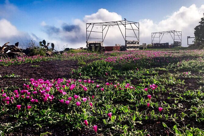 Tenerife Exclusive & Private Gastronomic, Sunset-Stargazing - Who this tour suits best