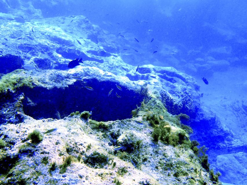 Tenerife Exclusive Snorkeling Trip with Marine Biologist - Marine Biologist-Led Snorkeling: What the 3 Hours Are Like