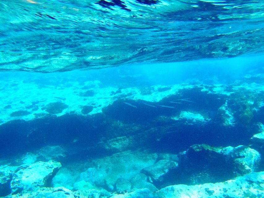 Tenerife Exclusive Snorkeling Trip with Marine Biologist - What You See Under Tenerife’s Water (and Why It Matters)