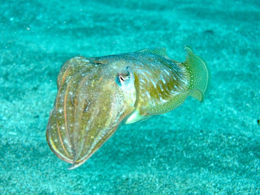 Tenerife Exclusive Snorkeling Trip with Marine Biologist - Between Snorkeling Stops: Snack Break and Marine Q&A