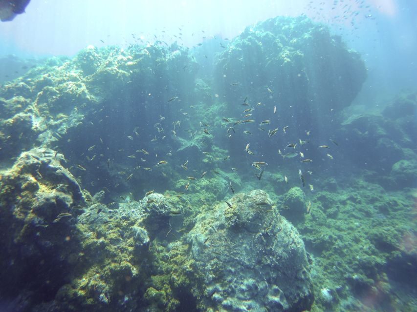 Tenerife Exclusive Snorkeling Trip with Marine Biologist - Shore vs Boat: How the Team Chooses the Best Snorkeling Site