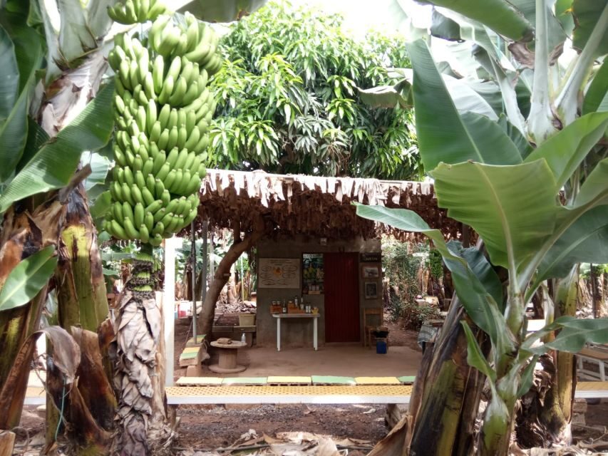 Tenerife: Finca Las Margaritas Banana Plantation Experience - Key things to know before you go