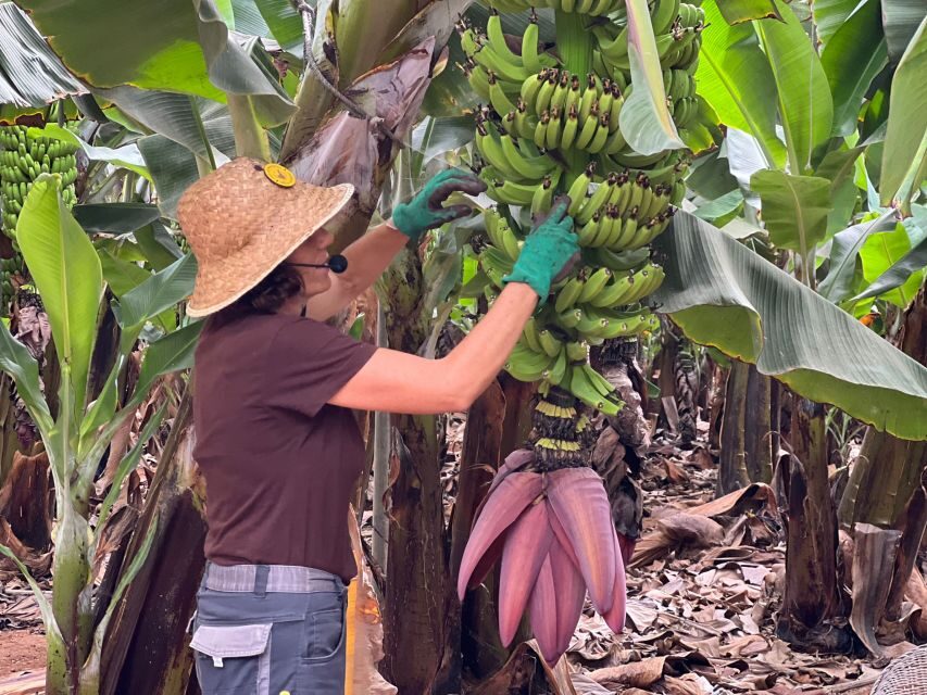 Tenerife: Finca Las Margaritas Banana Plantation Experience - Banana Plantation Walk: Why Las Margaritas Feels So Real