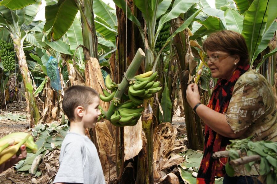 Tenerife: Finca Las Margaritas Banana Plantation Experience - The Gofio Making Moment: More Than Just a Taste