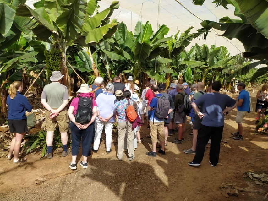 Tenerife: Finca Las Margaritas Banana Plantation Experience - Should You Book Finca Las Margaritas Banana Experience?