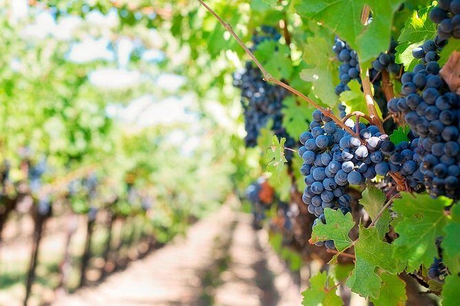 Tenerife Gastronomy Tour with Two Winery Visits and 4-Course Lunch - Casa del Vino de Tenerife: museum setting and a structured tasting