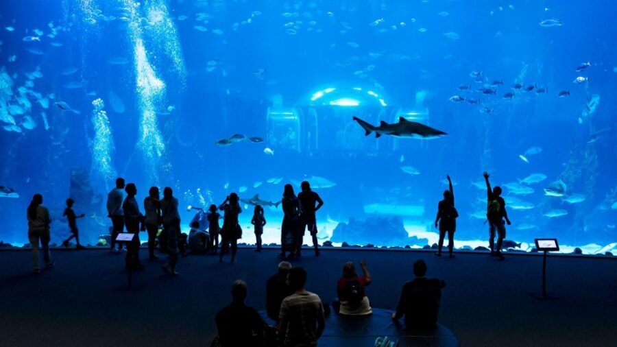 Tenerife: Gran Canaria Full-Day Guided Tour with Aquarium - Price and value: is $138 a fair deal for rum, aquarium, and Vegueta?