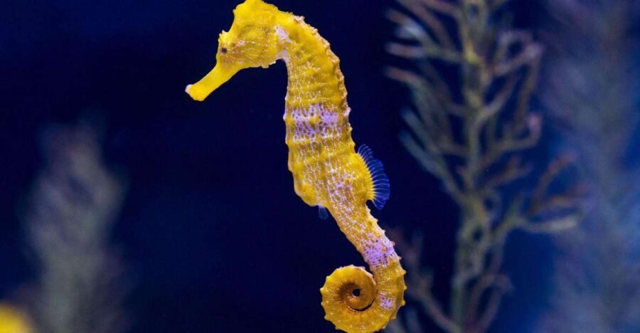 Tenerife: Gran Canaria Full-Day Guided Tour with Aquarium - Who should book this tour, and who should skip it