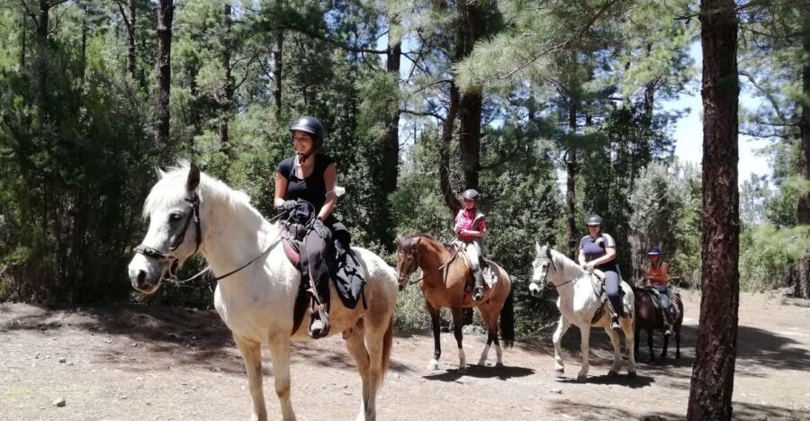 Tenerife: Guided Horseback Riding Tour to the Lomo Forest - Key highlights at a glance