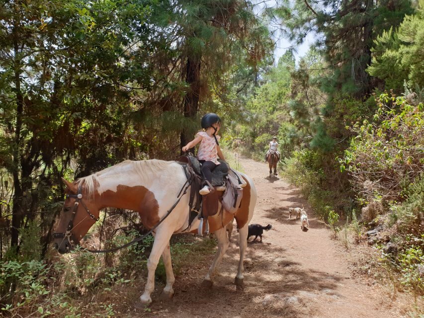 Tenerife: Guided Horseback Riding Tour to the Lomo Forest - The practical details that make or break your experience