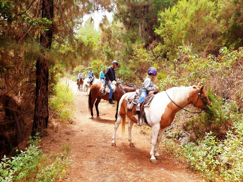 Tenerife: Guided Horseback Riding Tour to the Lomo Forest - The 11:00 start: cleaning, saddling, and helmets before you ride