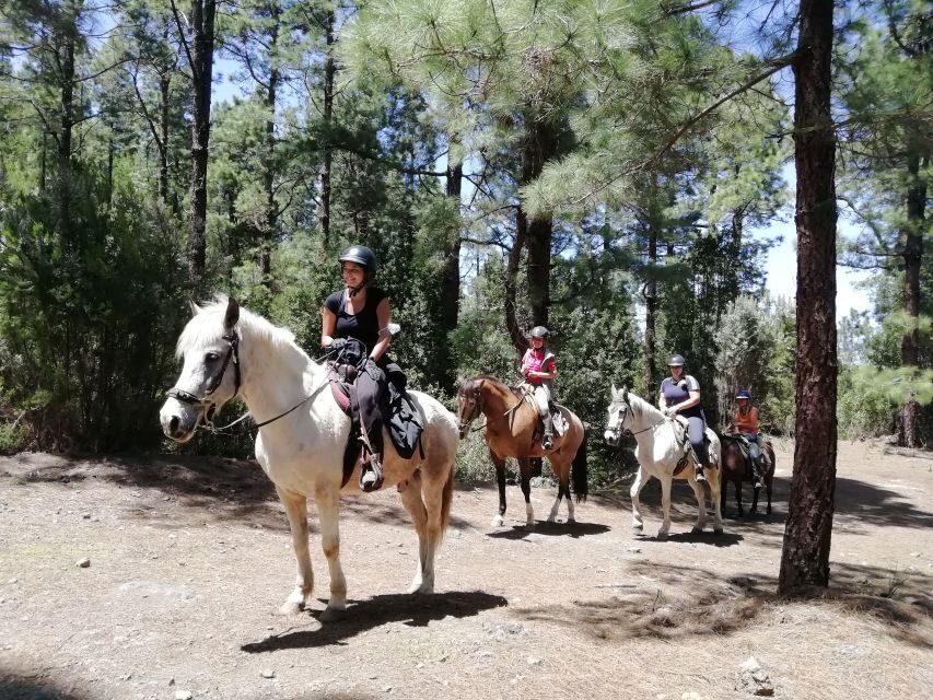 Tenerife: Guided Horseback Riding Tour to the Lomo Forest - On horseback from 12:00 to 14:00 in Lomo Cuchillo