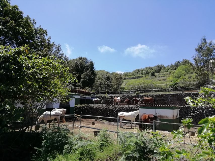Tenerife: Guided Horseback Riding Tour to the Lomo Forest - Price and value: is $51 worth it?
