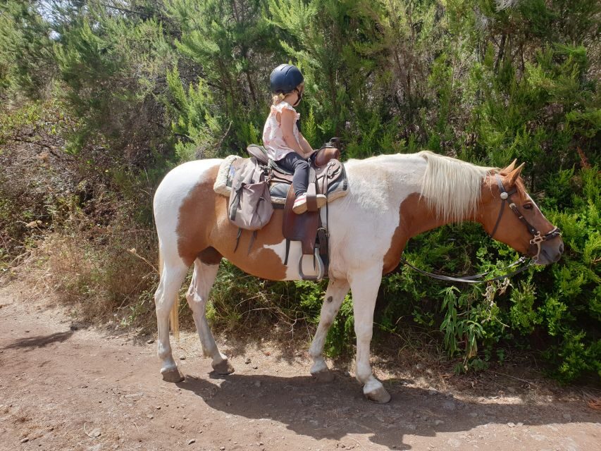 Tenerife: Guided Horseback Riding Tour to the Lomo Forest - Who should book this ride (and who should skip)