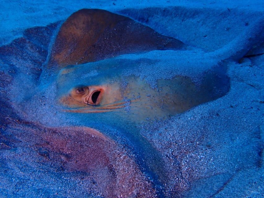 Tenerife: Half-Day Snorkeling Tour - Who this Tenerife snorkeling tour is best for
