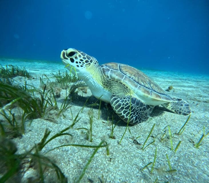 Tenerife: Half-Day Snorkeling Tour - Abades Bay: where snorkeling in Tenerife actually feels easy