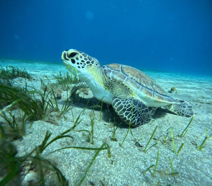 Tenerife: Half-Day Snorkeling Tour - Gear and wetsuit: what’s included (and why that matters)