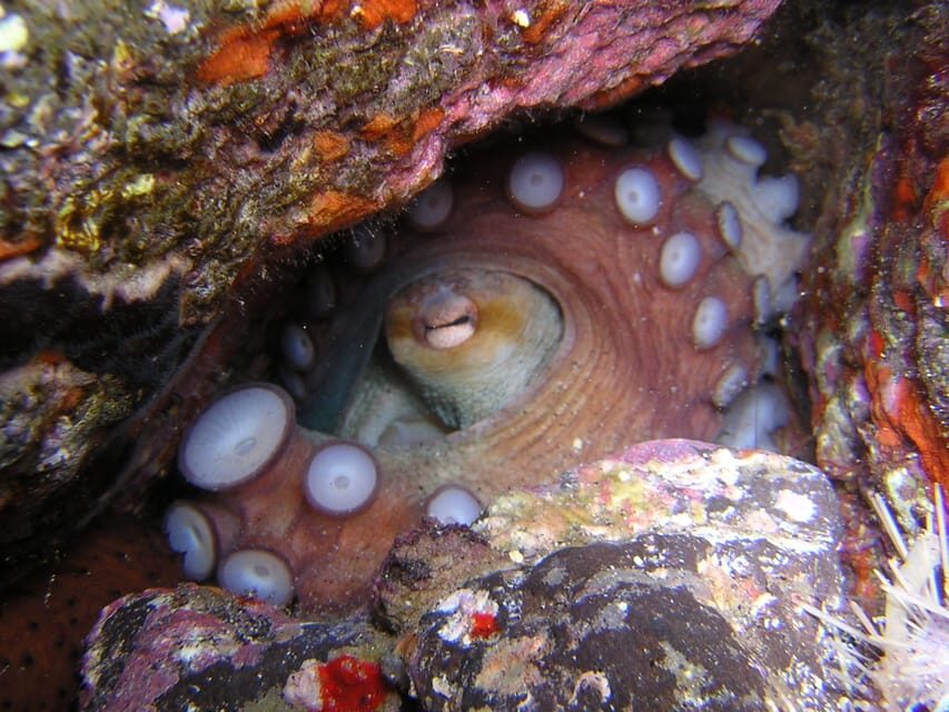 Tenerife: Half-Day Snorkeling Tour - Small-group coaching: up to 6 people, multiple guide languages