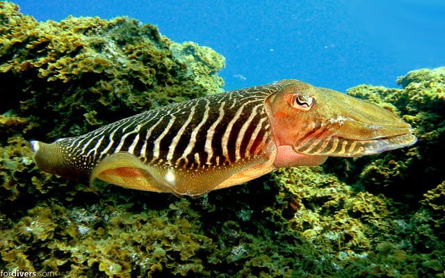Tenerife: Half-Day Snorkeling Tour - What to bring (and what not to do) so your day stays smooth