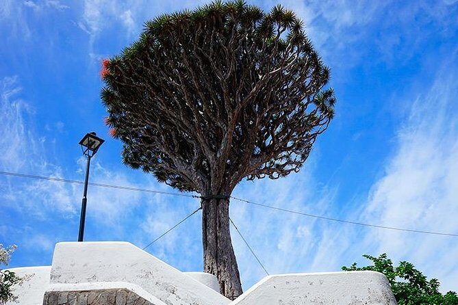Tenerife Highlights Full-Day Tour - Road time, comfort, and timing: what the schedule feels like