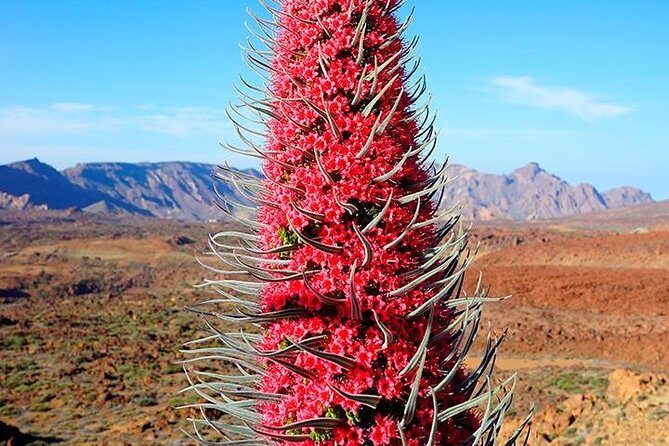 Tenerife Highlights Full-Day Tour - Mt. Teide National Park: the biggest wow comes fast