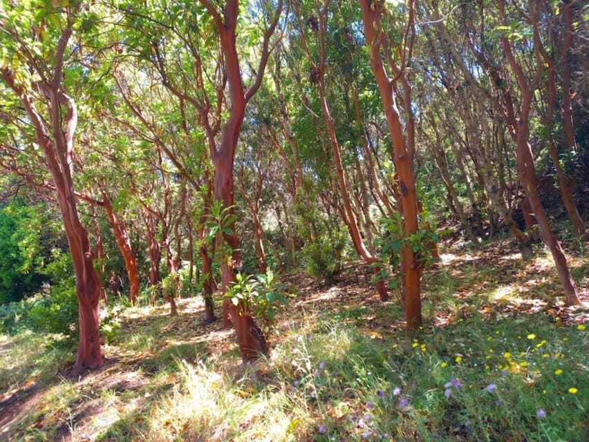 Tenerife: Hiking Above the Village of Masca - Pine Forest Footpaths and the Countryside-Style Descent