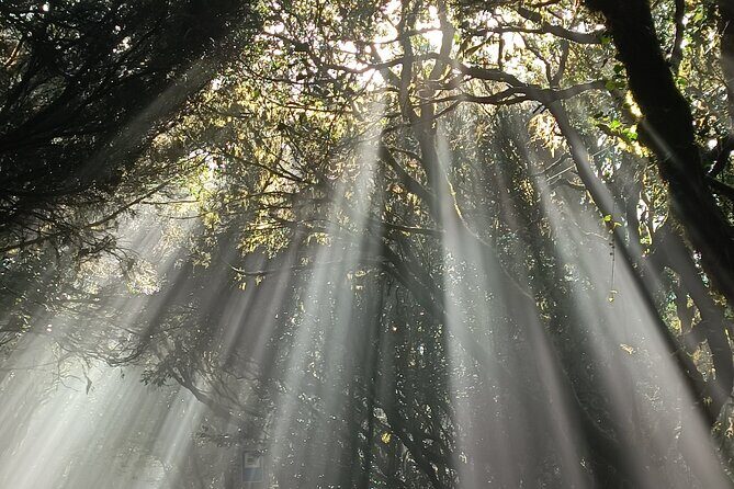 Tenerife: Hiking Tour in Anaga Mountains and Enchanted Forest - Gear, Safety Tools, and the Photo Advantage