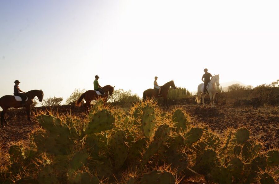 Tenerife: Horseback Ride with Instructor - Meeting Up In Arona: Gear, Helmet, And Horse Matching