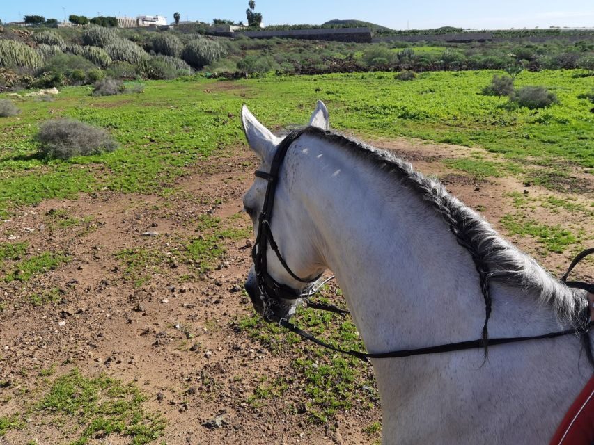 Tenerife: Horseback Ride with Instructor - The Coast And Beach Segment On The 2-Hour Ride