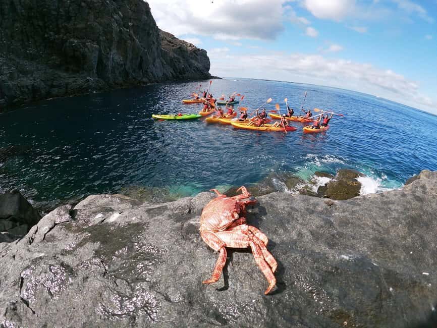 Tenerife: Kayak and Snorkeling Tour with Marine Life - Snorkeling gear included—and how to use it well