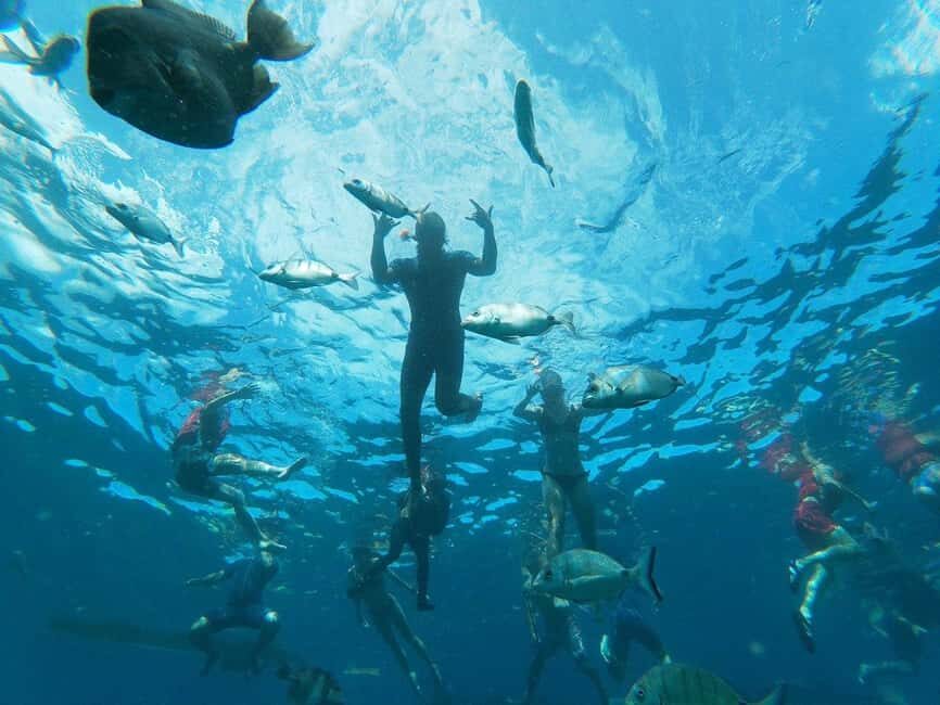 Tenerife: Kayak & Snorkeling, Marine Fauna Watching - Key highlights worth your attention
