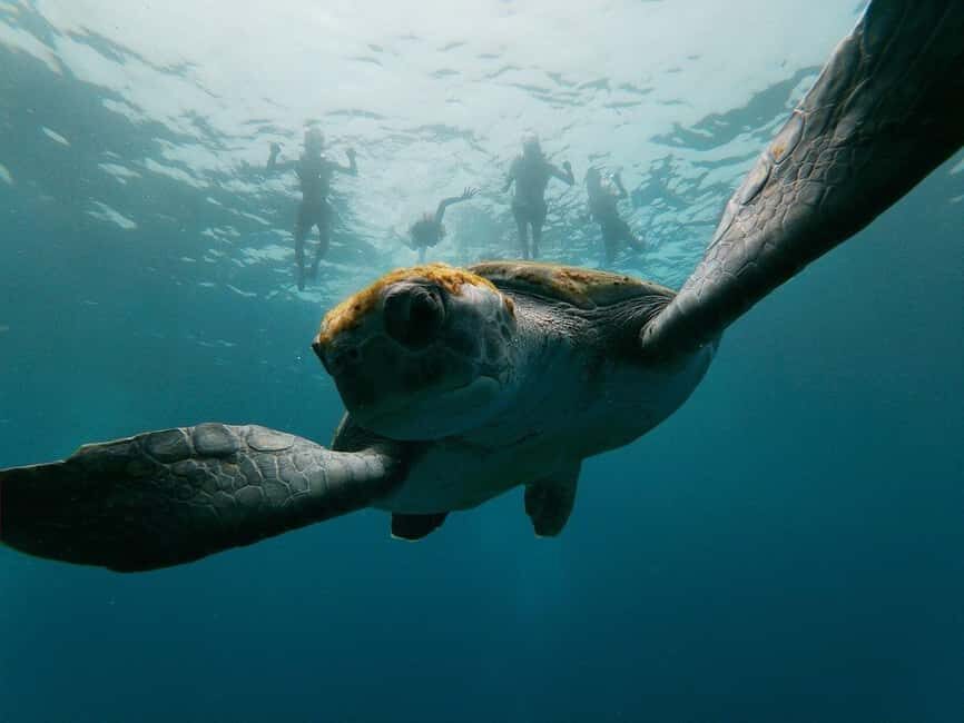 Tenerife: Kayak & Snorkeling, Marine Fauna Watching - The first kayak stretch: 30 minutes of technique and getting your sea legs