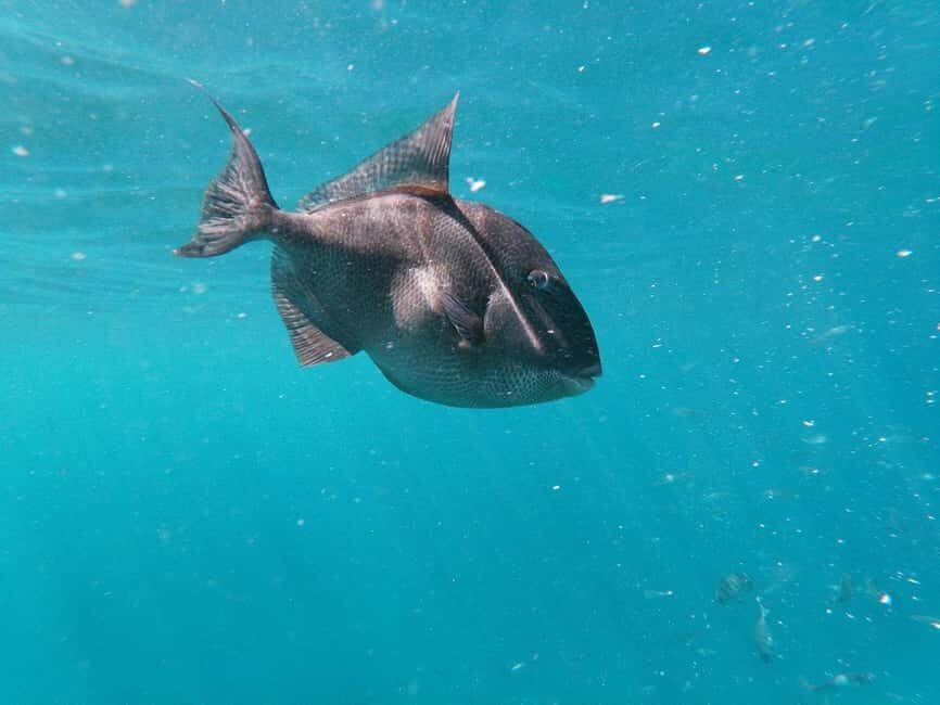 Tenerife: Kayak & Snorkeling, Marine Fauna Watching - Who this Tenerife kayak and snorkeling marine safari is best for