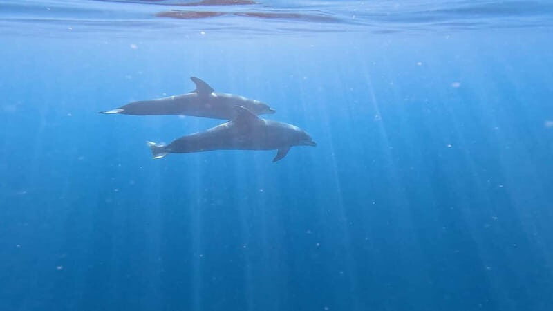 Tenerife: Kayak & Snorkeling Tour - Small Groups - What You’ll Be Doing (In Real Terms, Not Just Marketing)