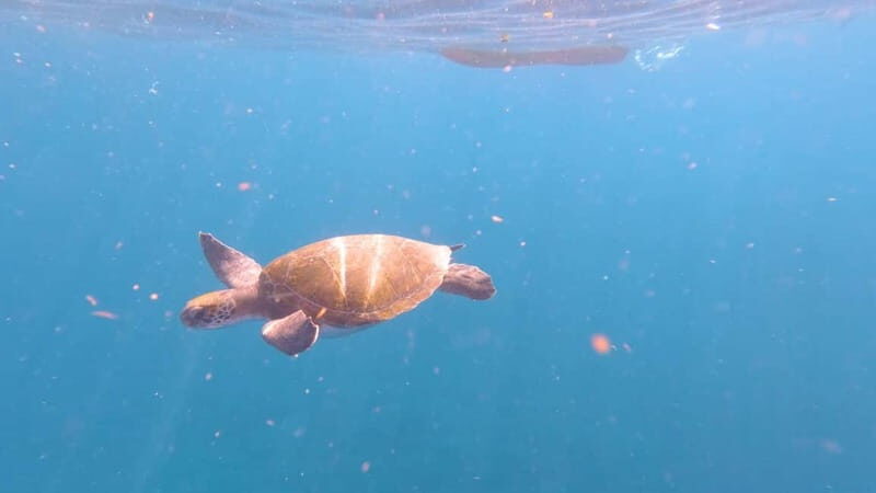Tenerife: Kayak & Snorkeling Tour - Small Groups - Who This Tour Fits Best (And Who Should Skip It)
