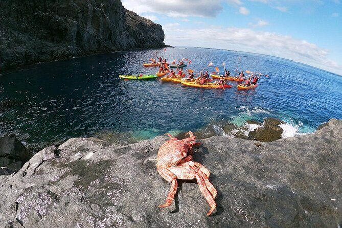 Tenerife Kayak Tour with Marine Wildlife Spotting and Snorkeling - The route from Palm-mar through Costa Adeje and Adeje