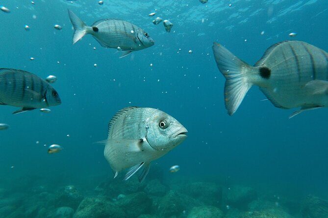 Tenerife Kayak Tour with Marine Wildlife Spotting and Snorkeling - Snorkeling with provided gear: what’s included and what to watch for