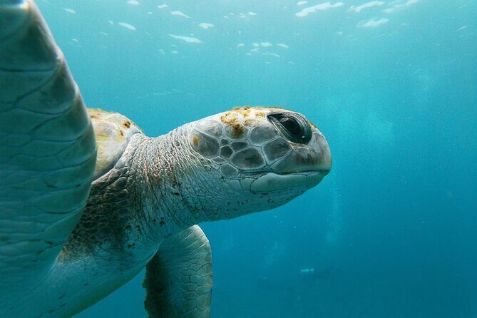 Tenerife Kayak Tour with Marine Wildlife Spotting and Snorkeling - Price value at $42.05: what you get for the money