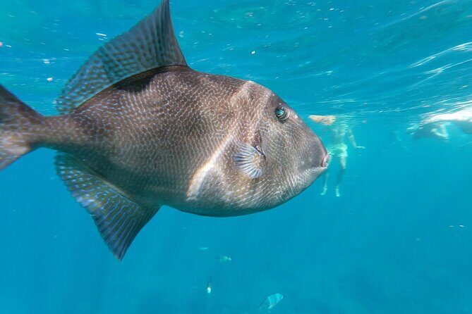 Tenerife Kayak Tour with Marine Wildlife Spotting and Snorkeling - Who this kayaking-and-snorkeling trip is best for
