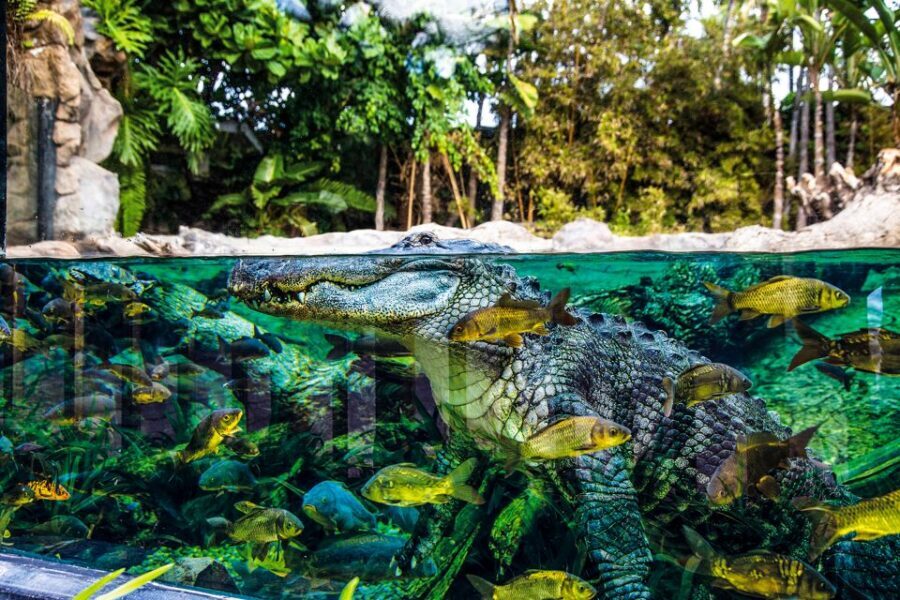 Tenerife: Loro Parque Entry Ticket - Getting to the entrance and navigating without losing your day