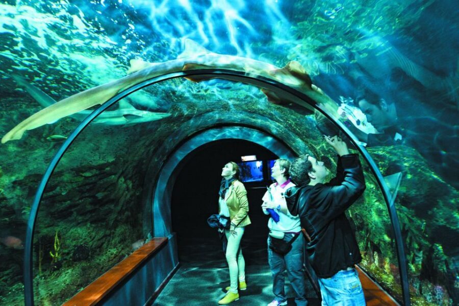 Tenerife: Loro Parque & Siam Park Entry Ticket with Transfer - Should you book this Tenerife twin-park ticket?